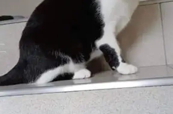 Animaux perdus , photo: Chatte disparue à Moissat, chemin de Charliat