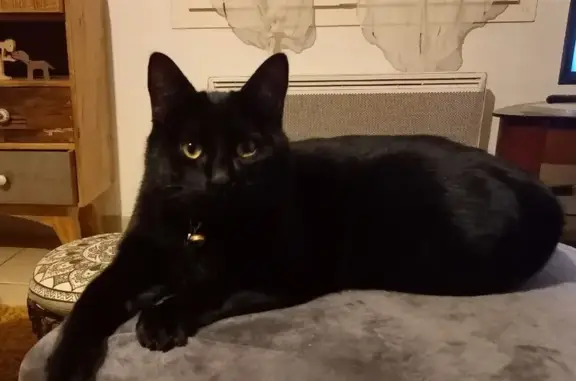 Animaux perdus Celles-sur-Belle, photo: Chat noir perdu à Celles-sur-Belle