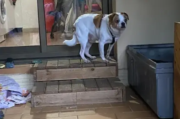 Petit chien mâle trouvé à Montpellier - photo