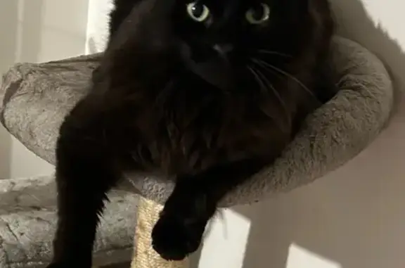 Chat perdu, , photo: Chatte noire disparue à Plassac