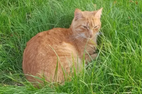 Chat roux perdu, tatoué, Doué-en-Anjou - photo