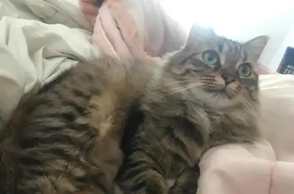 Chat disparu avec tatouage à Foucherans - photo