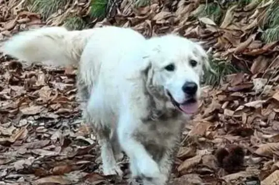 Chien perdu , photo : Chien perdu à St Frézal de Ventalon