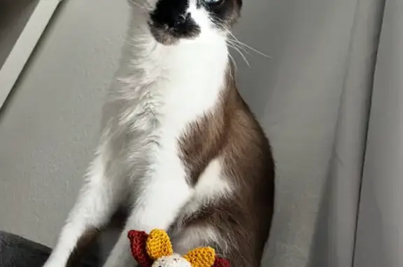Animaux perdus Bègles, photo: Chat mâle 4 ans perdu à Bègles