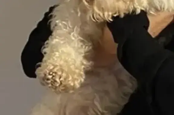 Chien perdu Bussy-Saint-Georges, photo : Chien disparu à Bussy-Saint-Georges
