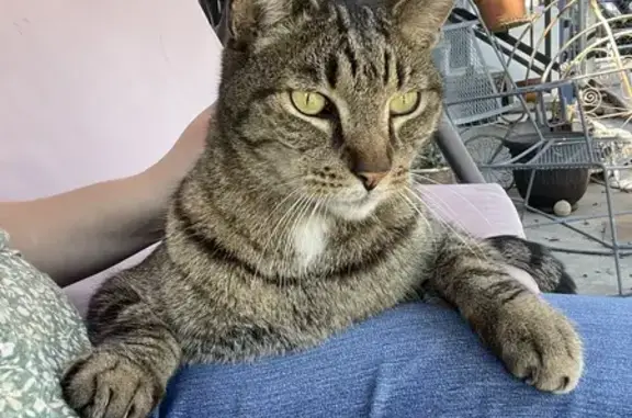 Missing: 12-Year-Old Tabby in San Antonio