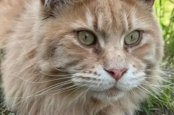 Chat perdu, Alès, photo: Maine coon roux perdu, Alès, urgent !