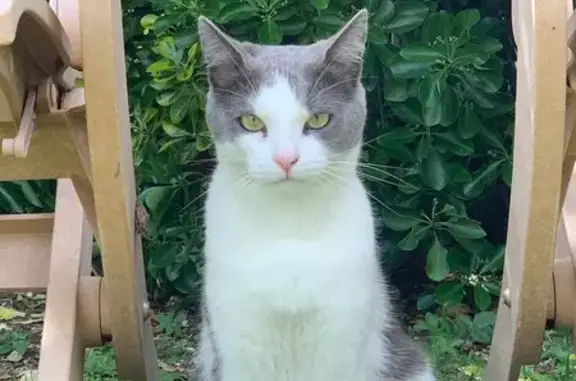 Chat européen disparu à Aytré - photo