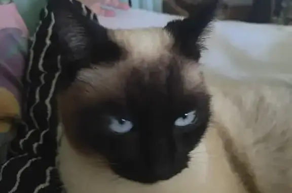 Chat perdu, Nouvelle-Aquitaine, photo: Siamoise crème disparue à Médis