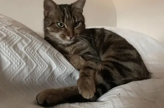 Chat perdu, Saint-Nolff, photo: Chat perdu, Clos du Poirier, Saint-Nolff