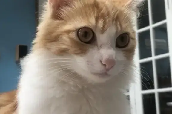 Animaux perdus , photo: Perdu : Chat roux et blanc à Cherbourg