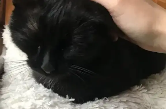 Chaton trouvé, affectueux et sociable - photo