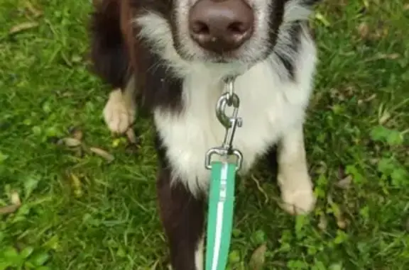 Chien perdu , photo : Orion, border collie perdu à Plouguerneau