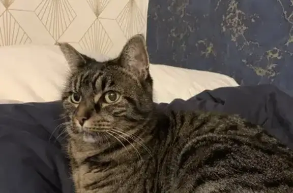 Chat perdu à Bonnières-sur-Seine - photo