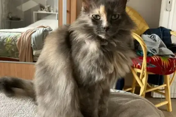 Animaux perdus Châteaugay, photo: Chatte grise disparue à Châteaugay