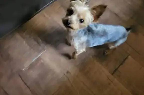 $1500 Reward: Help Find Missing Yorkie