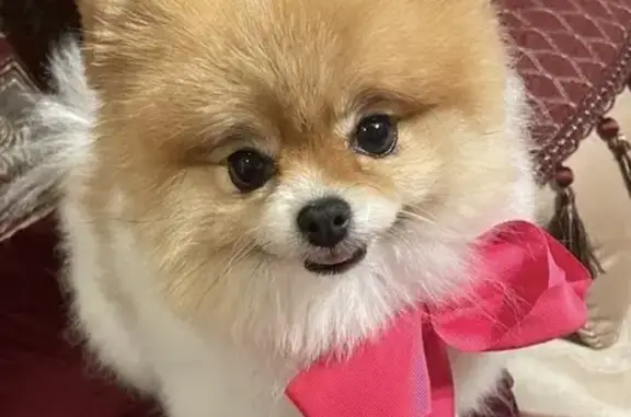 Lost Pomeranian: Help Find Our 4lb Pup!