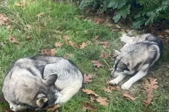 Chien trouvé , photo: Husky mâle non castré trouvé à Lamothe