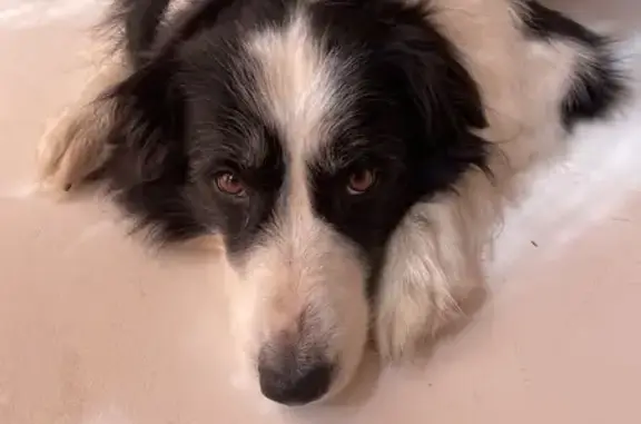 Chien perdu Sainte-Maxime, photo : Border collie perdu à Sainte-Maxime