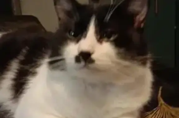 Chat perdu, Cendras, photo: Chat perdu noir et blanc, moustache Chaplin
