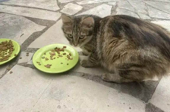 Chat trouvé Sainte-Maxime, photo: Chatte jeune trouvée à Sainte-Maxime