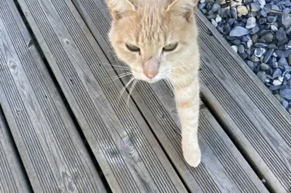 Animaux trouvés Samoëns, photo: Chat trouvé, Chemin de la Cour, Samoëns
