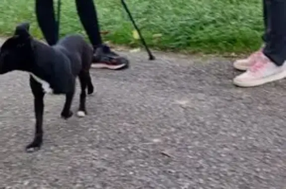 Jeune chienne noire trouvée à Grépiac - photo