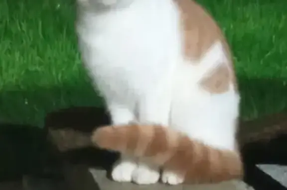 Chaton blanc et roux trouvé à Rennes - photo