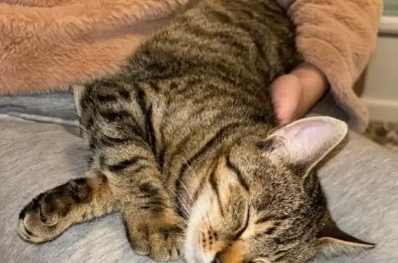 Chat perdu : Mozart, tigré, 7 mois, Linars - photo