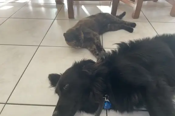 Chatte écaille disparue à La Richardais - photo