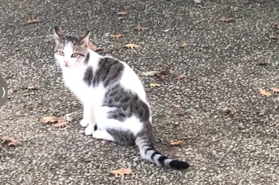 Chat trouvé, 8 mois, blanc/gris, Ruffec - photo