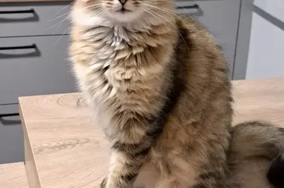 Chat perdu, Chaulnes, photo: Chatte tigrée Una perdue à Chaulnes