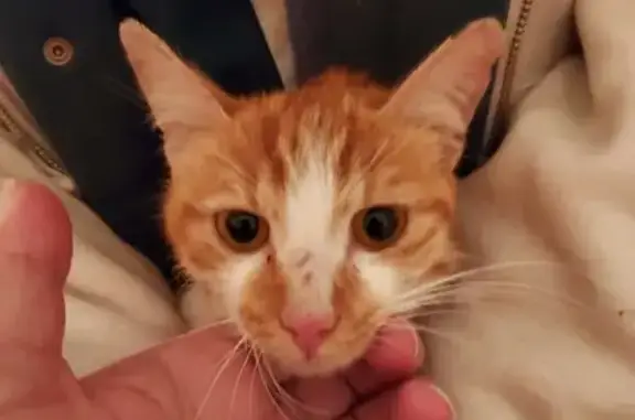 Chat maigre trouvé à Varennes-Vauzelles - photo