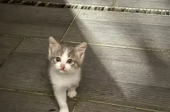 Chat trouvé Sucé-sur-Erdre, photo: Chaton blanc/gris trouvé à Sucé-sur-Erdre