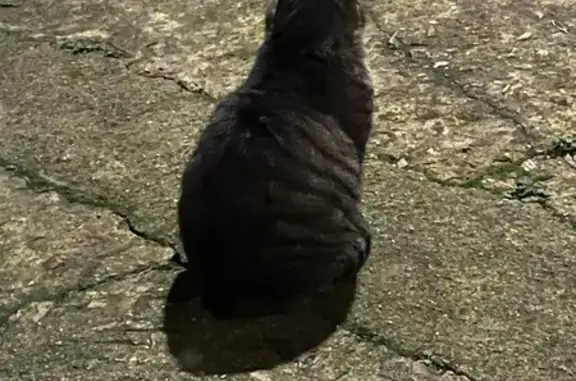 Chat trouvé câlin, blanc et tigré, Coussay - photo
