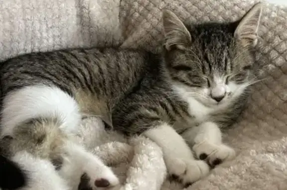 Chat perdu à Maresché, Rue de Beaumont - photo