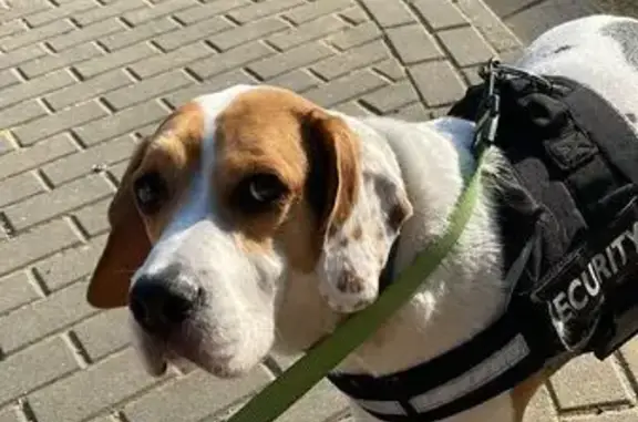 Beagle Mestizo Perdido en Calle Canillas