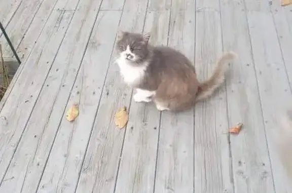 Chat trouvé sans collier à Portieux - photo