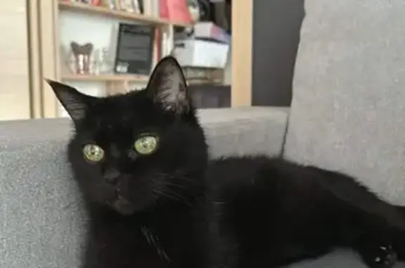 Chatte noire perdue, 17 ans, Annecy - photo