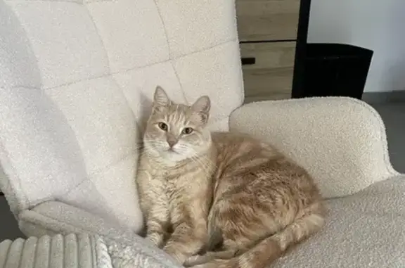 Chat perdu, , photo: Chat mâle tigré roux perdu à Saint-Amour