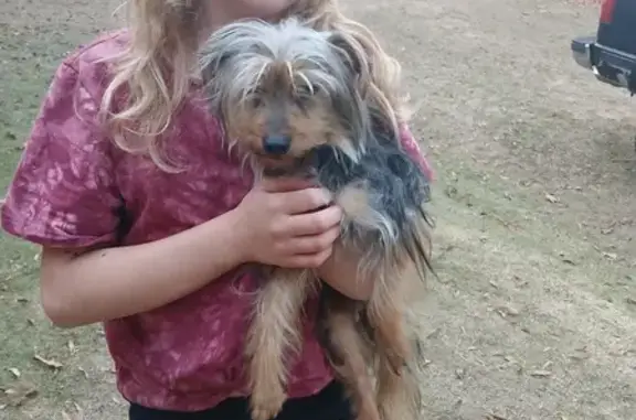 Found: Sweet Male Yorkie on Church St