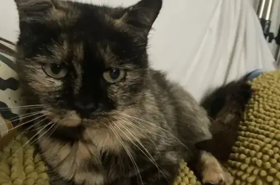 Chatte écaille maigre trouvée à Saint-Sulpice - photo