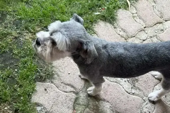 Chien perdu Saint-Privat, photo : Petite chienne grise disparue à Saint-Privat