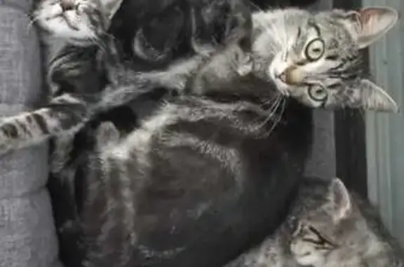Chatte tigrée disparue à Anse - photo