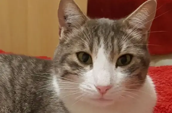 Animaux perdus Marignane, photo: Chat européen mâle gris perdu à Marignane