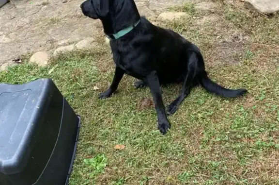 Found: Female Black Lab on Gresham Rd