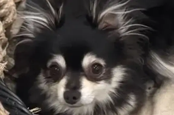 Lost Pomeranian Kiki - Call if Found!