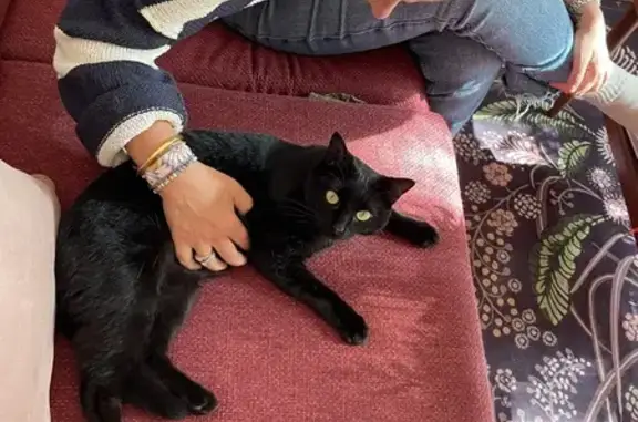 Animaux perdus , photo: Chatte noire perdue à Fontaine-Française