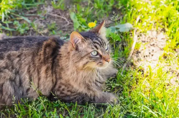 Chat gris Jumpy perdu à Toulouges - photo