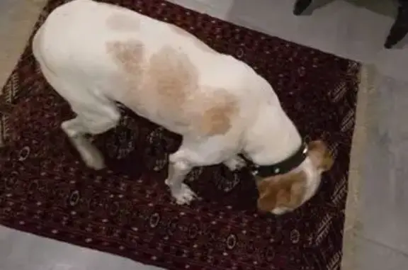 Chien blanc tacheté trouvé à Sainte-Luce - photo